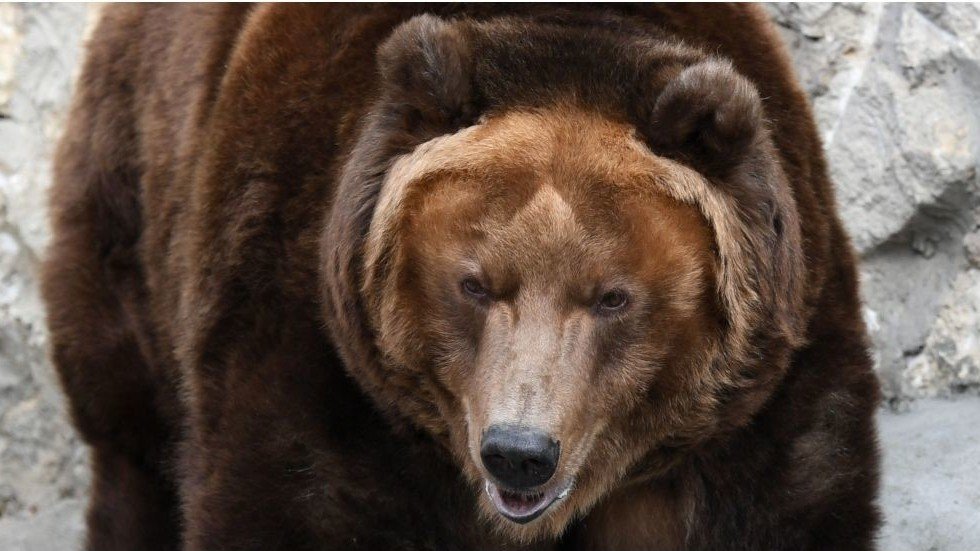 Grand Theft Ursus Cheeky bear leaves