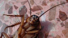 Duterte speech unexpectedly interrupted by giant COCKROACH (VIDEO)