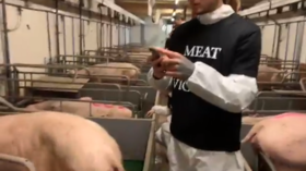 Police step in as vegan activists occupy Dutch PIG FARM, square off with crowds of farmers (VIDEOS)