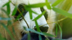 China creates facial recognition app to tell pandas apart