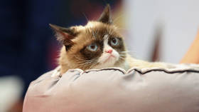 Grumpy Cat, I hate everything you stood for, but…