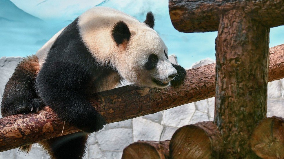 Большая панда сколько живут. Панда в Московском зоопарке. Большая Панда в Московском зоопарке. Панда в зоопарке Москвы. Панда живет в зоопарке.
