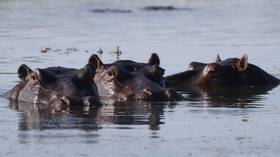 WATCH: Herd of HIPPOS invades rugby pitch in South Africa  