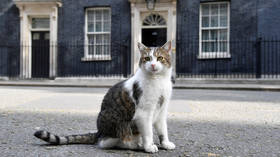 Downing St cat struts down Trump’s red carpet, traps his car (VIDEO) 