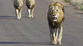 14 lions on the loose after escaping from South Africa's Kruger National Park