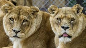 Wildlife charity boss sparks fury after smashing birthday cake in pet lion’s face (VIDEO)