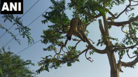Leopard electrocuted as it hunted prey in tree near power wires in India (PHOTO)