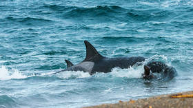 Big money makes solutions tough, Putin says, as first captured belugas and orcas are released