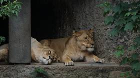 Japanese zoo’s utterly bizarre lion escape drill goes viral (VIDEO)