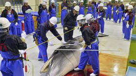 Japan to resume whale-hunting after 30-year ban, ignores global outcry