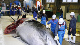 Japan’s first commercial whale hunt in 30 years sparks outrage from activists