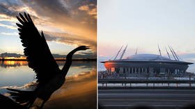 Like a Hitchcock film: Recording of birds screeching in AGONY terrifies neighbors of World Cup arena