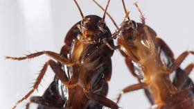 Cockroach ‘superbugs’ evolve to resist pesticides in ONE GENERATION, study finds