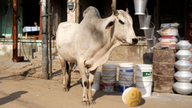 Moo-radona: Indian cow becomes viral sensation with stunning football skills (VIDEO)