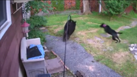 Fearless dog filmed chasing black bear from neighbor’s garden (VIDEO)