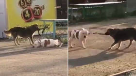'Clever pooch': Mongrel unties & kidnaps pedigree dog left outside shop (VIDEO)