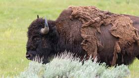 9yo girl tossed into the air by giant buffalo in Yellowstone Park (DISTURBING VIDEO)