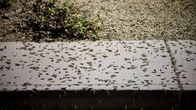 Insect invasion: Massive grasshopper swarms strike Las Vegas (PHOTO, VIDEOS)