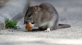 Not just Baltimore: American cities have a HUGE rat problem