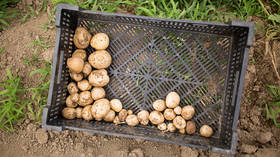 Urine trouble now: Pennsylvania woman filmed peeing on potatoes at Walmart turns herself in