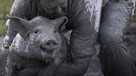 Squeal! Reps & Dems welcome carnival season with nationwide pig wrestling tour