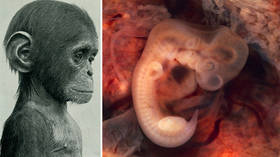 Scientists grow first ever HUMAN-MONKEY embryo in ‘promising’ step for organ harvesting