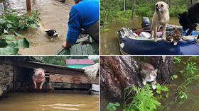 Clawing for life: Rescuers & volunteers save animals from flood in Russia’s Far East (VIDEO, PHOTOS)