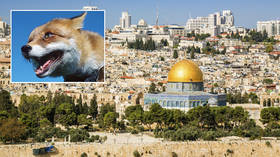 Sighting of foxes on Jerusalem’s Temple Mount triggers prophecy theories about third Jewish temple