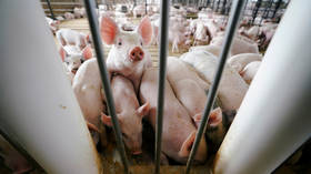 Farmers get 2-3 years in jail for smuggling PIG SEMEN in shampoo bottles