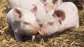 Pigs’ hearts could be transplanted into humans ‘within three years’