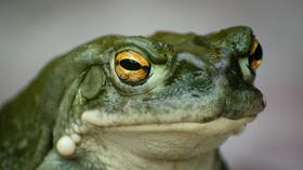 Toad-ally trippy! Sniffing psychedelic amphibian secretion 'increases satisfaction & reduces stress'
