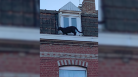 Wakanda prank is this? Black panther spotted prowling along roofs in northern France (PHOTOS, VIDEOS)