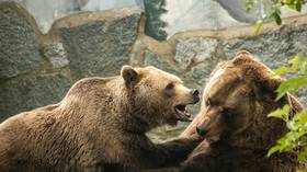 Grizzly bears face-off in ferocious fight on Canadian highway (VIDEO)