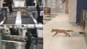 Flying fox? Wild animal filmed running around INSIDE Moscow airport terminal (VIDEO)