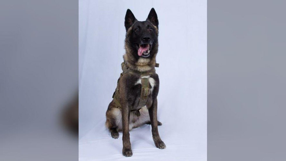 Doglassified: Trump Releases Picture Of Canine Hero Who ‘cornered’ ISIS ...