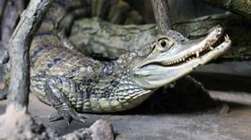 A tooth for… a croc’s name: Russian zoo launches online competition with biting reward