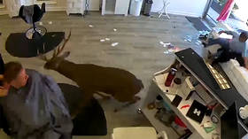 Deertrusion alert! Long Island salon freaked out by buck invader (VIDEO)