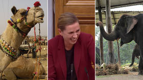 Danish MPs burst into hysterical laughter as PM talks about state purchase of ELEPHANTS & CAMEL