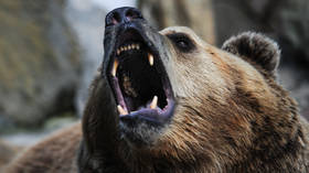 Brown bear tries to gobble up Baikal seal... but Siberian men come to rescue (VIDEO)