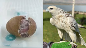 ‘Unique bird’: Putin’s gyrfalcon gift that ‘misbehaved’ at Saudi royal palace has its ancestry & hatching VIDEO revealed