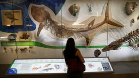 Misogynist museums? New study says galleries are lacking in female animal exhibits