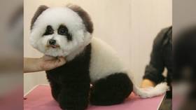 Chinese pet cafe dyes dogs as pandas, sparks bemusement and concern online