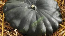 Black-o’-lantern or blackface? Retailer pulls pumpkins from sale after racism claims