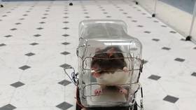 Fast and the furriest: Rats enjoy driving tiny cars, US researchers discover (VIDEO)