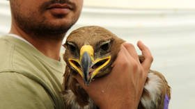 Rare eagle sneaks into Iran and drains Siberian ornithologists’ funds by spamming costly text messages