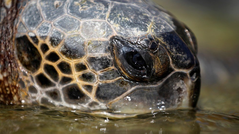 ‘Nazi turtles’ with painted-on swastikas evade capture in Washington ...