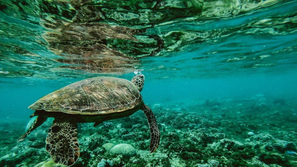 Shell shock! Mesmerising VIDEO shows greatest density of sea turtles ...