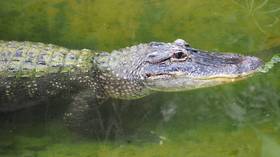 Rude awakening: Indian man woken at midnight by CROCODILE in his bathroom (VIDEO)