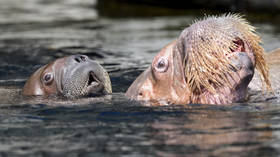 You’ve been lied to: Walrus suicide NOT caused by climate change as Attenborough story quietly revised. What else is a lie?