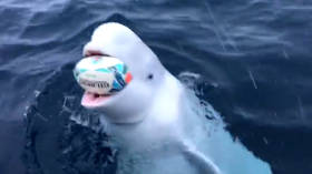 Beluga whale plays rugby with sailors to celebrate South Africa's World Cup win (VIDEO)